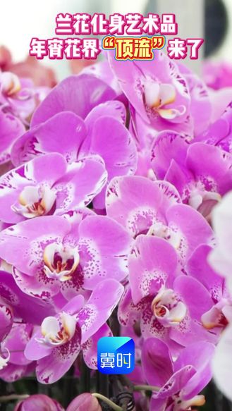 兰花化身艺术品 年宵花界“顶流”来了