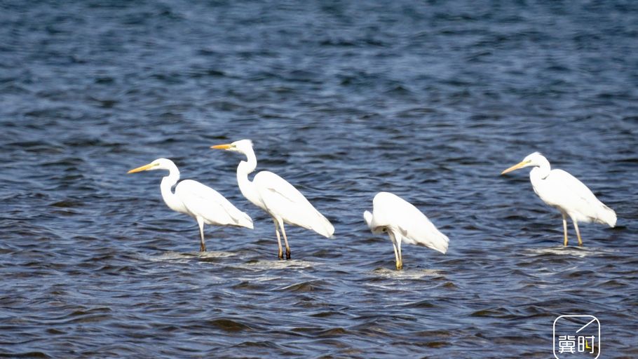 石家庄：飞羽翩跹迎早春