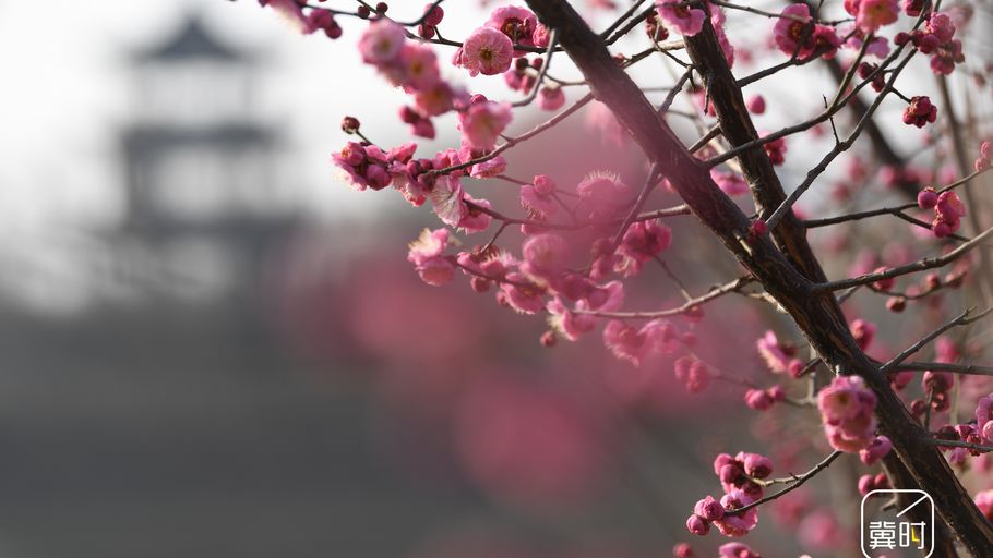 河北广平：梅花绽放春意浓