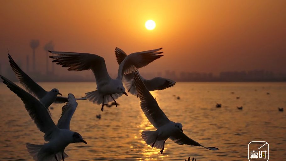 石家庄：鸥影掠波 春痕无墨