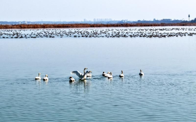 衡水湖：“候鸟驿站”迎来春季候鸟迁徙高峰