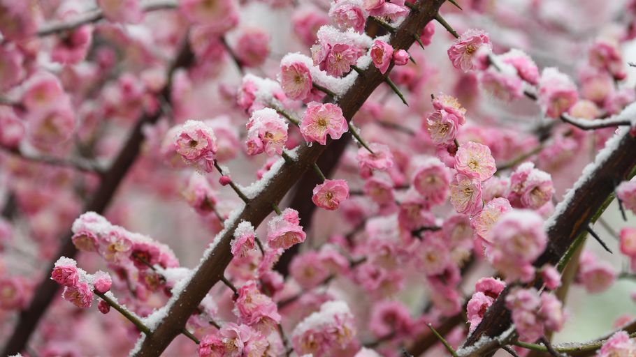 邯郸广平：雪映红梅古韵浓