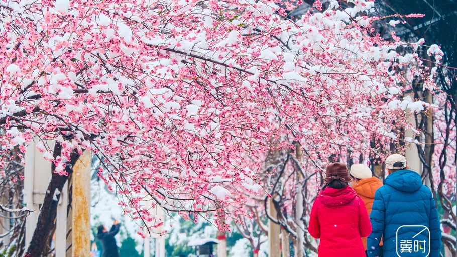 邯郸：雪映红梅绽芳姿