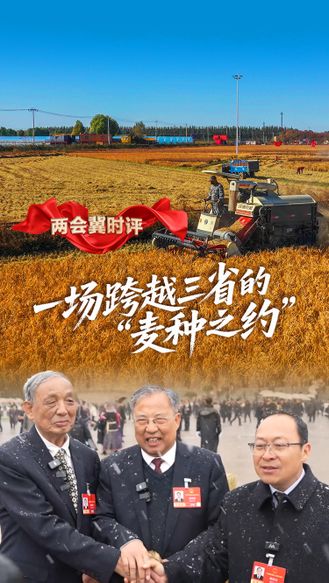 两会冀时评丨一场跨越三省的“麦种之约”