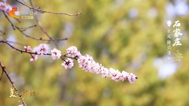 美丽河北慢直播丨2026.03.12 正午