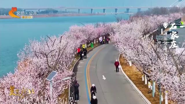 美丽河北慢直播丨春游河北，赴一场花鸟之约 2026.03.14 正午
