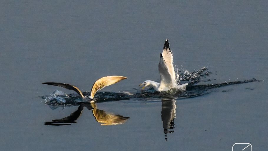唐山遵化：海鸥舞翩翩
