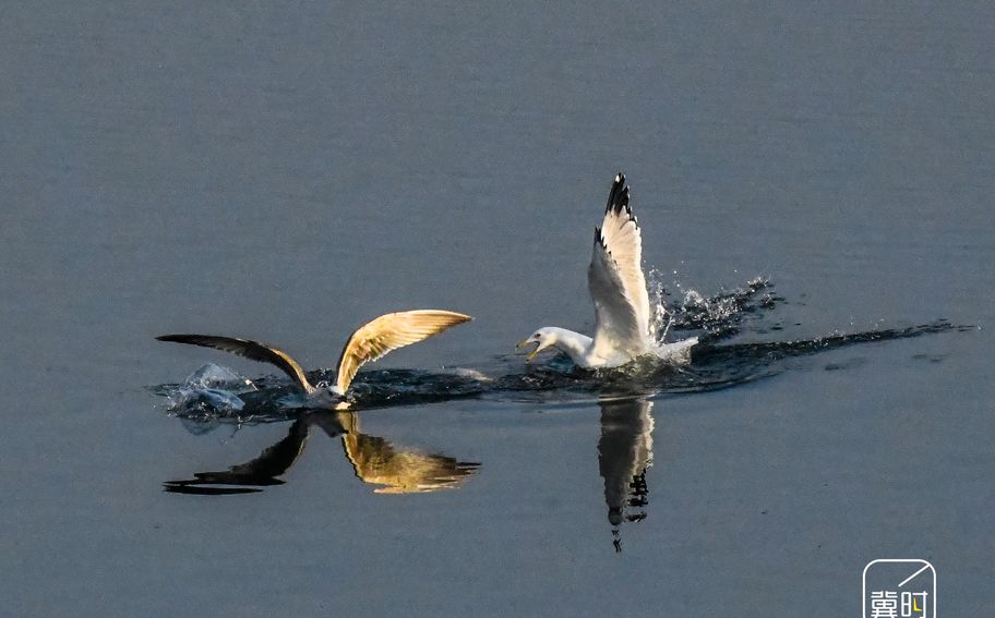 唐山遵化：海鸥舞翩翩