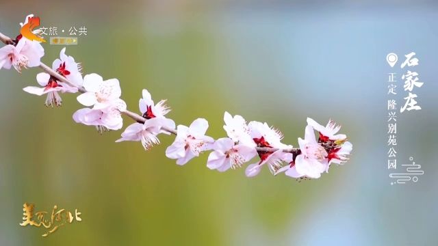 美丽河北慢直播丨2026.03.16 清晨