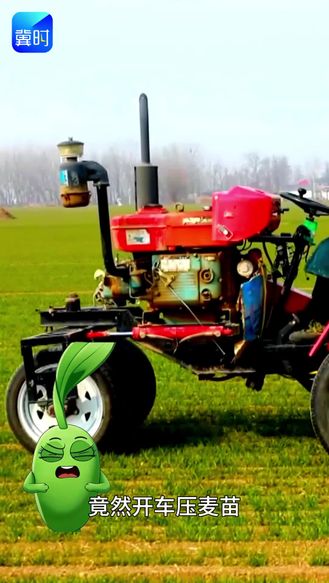 小麦镇压：看似毁苗 实则壮苗