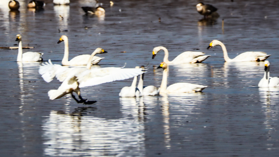 张家口市怀安县左卫镇迎来大批候鸟翔集