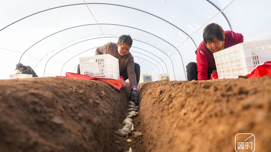 石家庄行唐：春分将至劳作忙