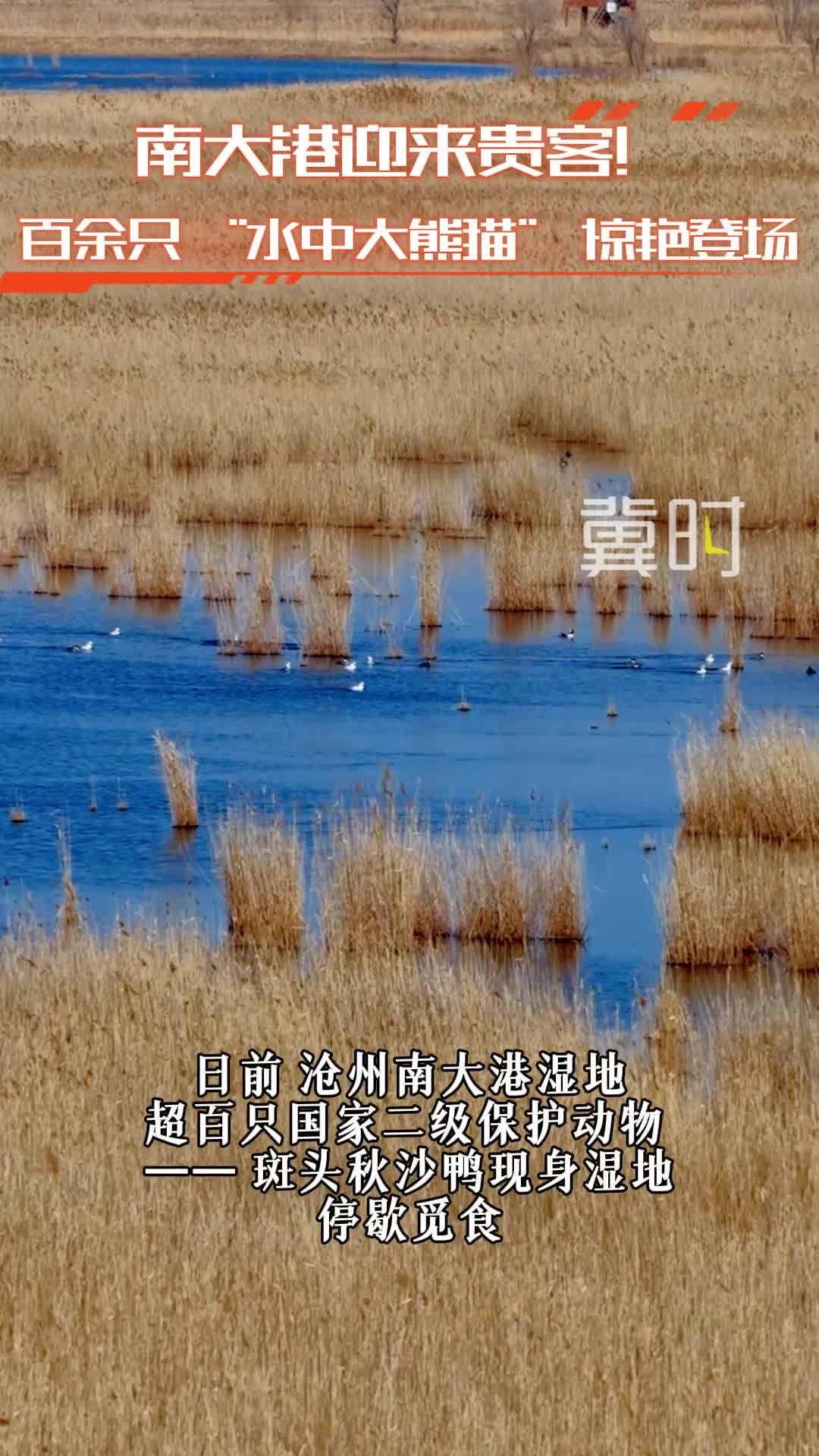 南大港迎来贵客 百余只 “水中大熊猫” 惊艳登场