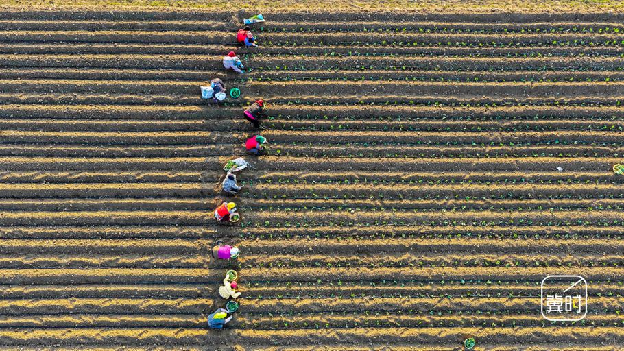 唐山玉田：春分时节 蔬菜移栽忙