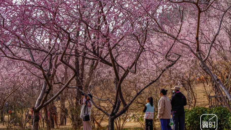 唐山：周末赏花乐享春光