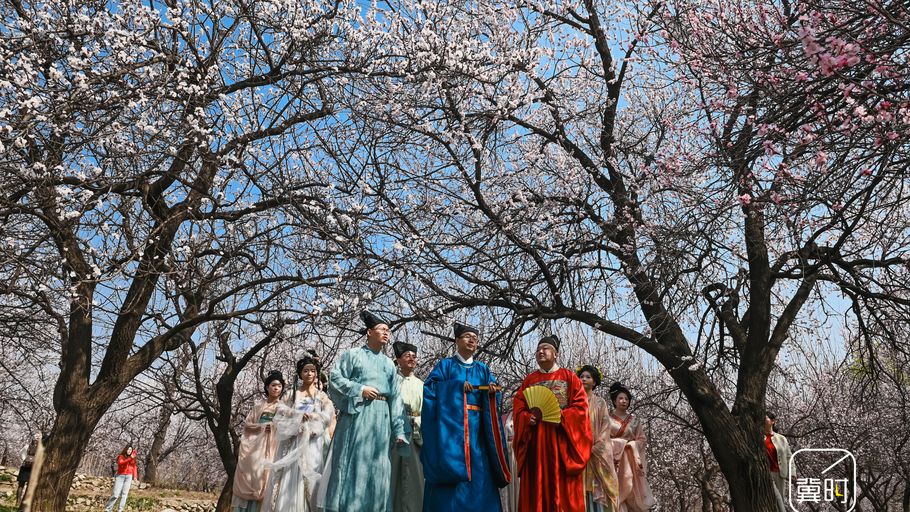 邯郸武安：春日杏花醉游人