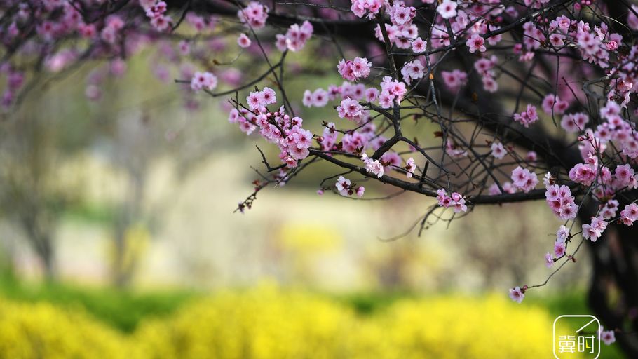 邯郸广平：暗香浮动醉游人