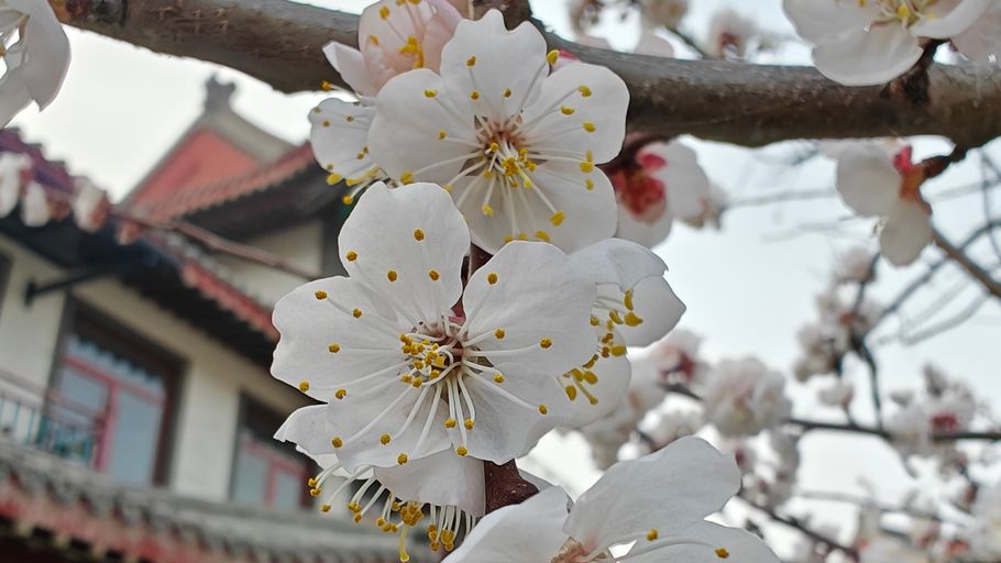 河北易县：燕都古城杏花绽放