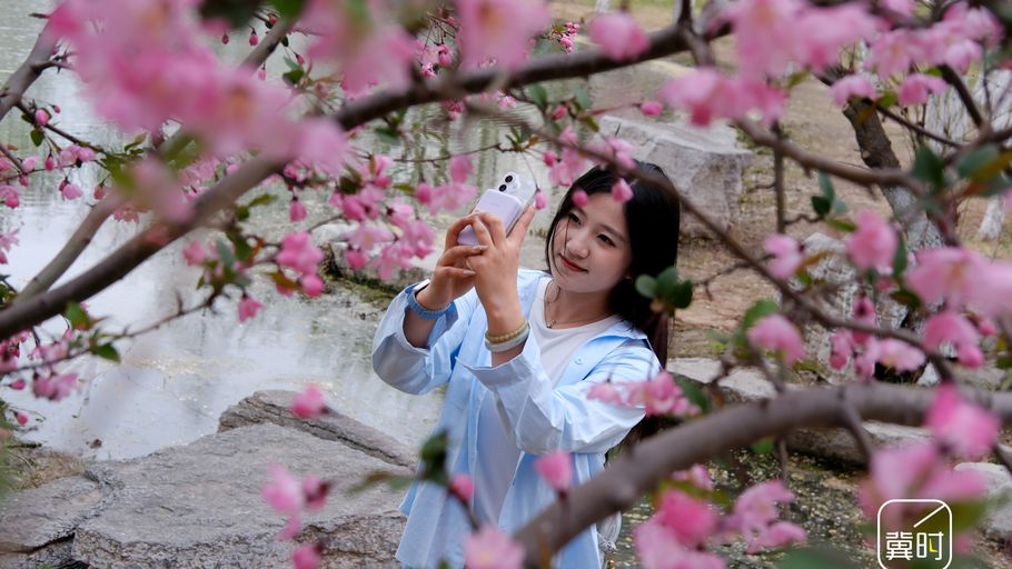 河北邯郸：龙湖公园垂丝海棠花开正艳