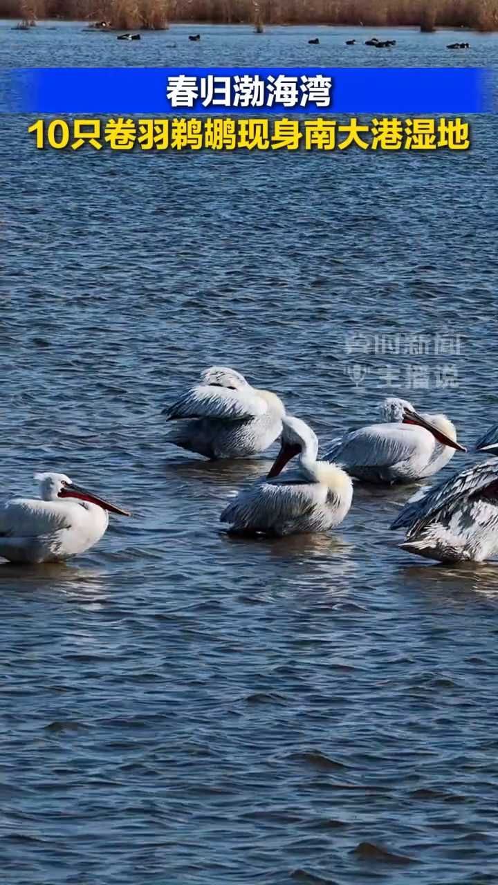 春归渤海湾！10只卷羽鹈鹕现身南大港湿地丨冀时新闻主播说