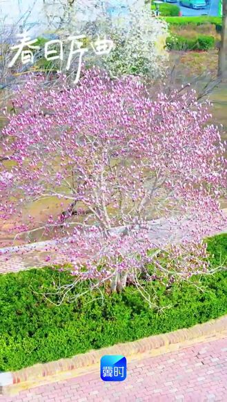 春动河北｜邯郸磁县：一树玉兰 半盏春风