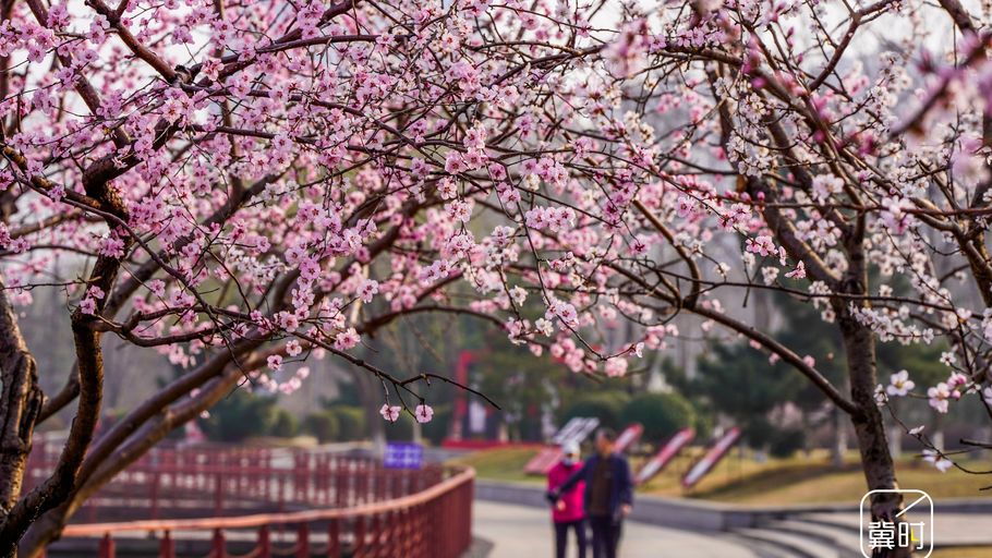 唐山海港：公园赏花 乐享春景