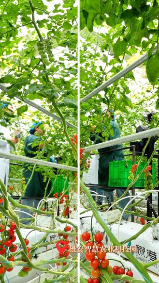 从春天出发  雄安农业“科技范儿”（二）