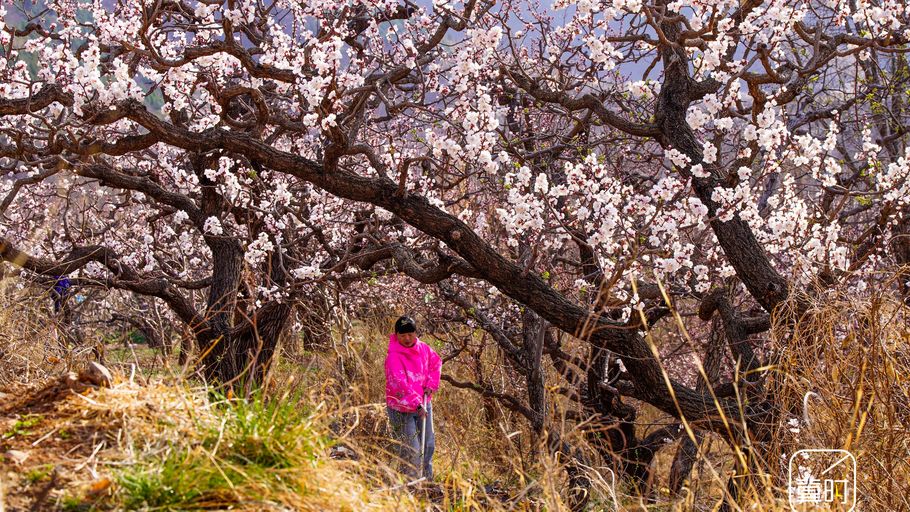 唐山遵化：花间劳作忙