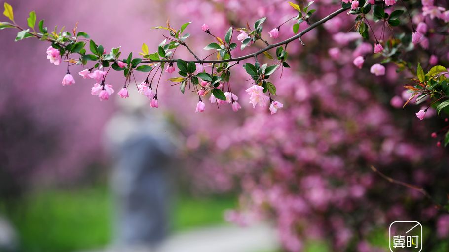 邯郸广平：一城春色半城花 垂丝海棠醉春风