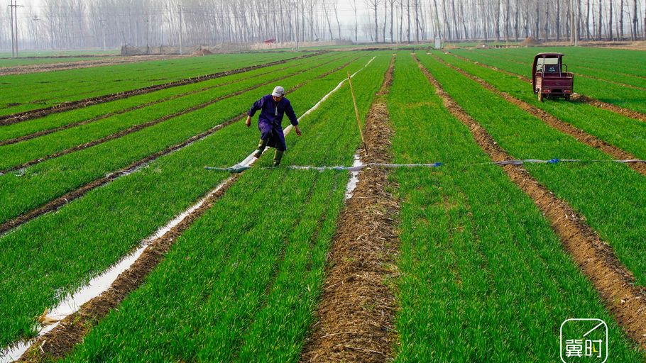 河北遵化：麦田春管忙