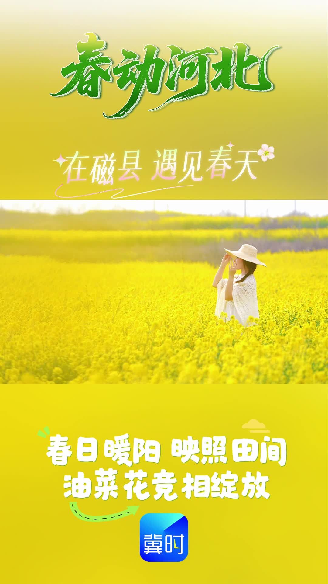 春动河北｜邯郸磁县：油菜花开春意浓