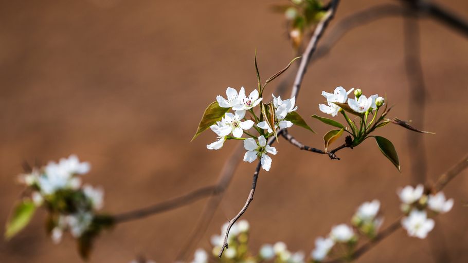 河北信都区：千亩梨花开，美景入画来