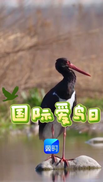 国际爱鸟日｜这些鸟儿你都见过吗？#国际爱鸟日#保护鸟类#美丽河北