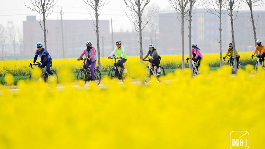 河北广平：万亩油菜花海醉游人