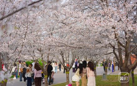 快来看！石家庄市植物园春日限定花海盛放