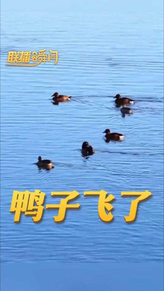 联播瞬间丨鸭子飞了
