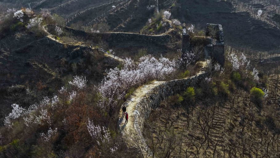唐山遵化：长城花开游客来