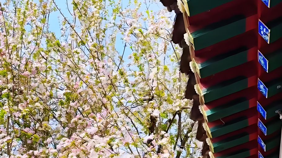 河北春花烂漫！一分钟分清桃、杏、梅、樱、海棠丨冀时新闻主播说