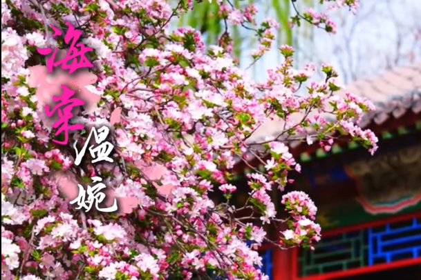 不负清明好春光，去有花的地方丨冀时新闻主播说