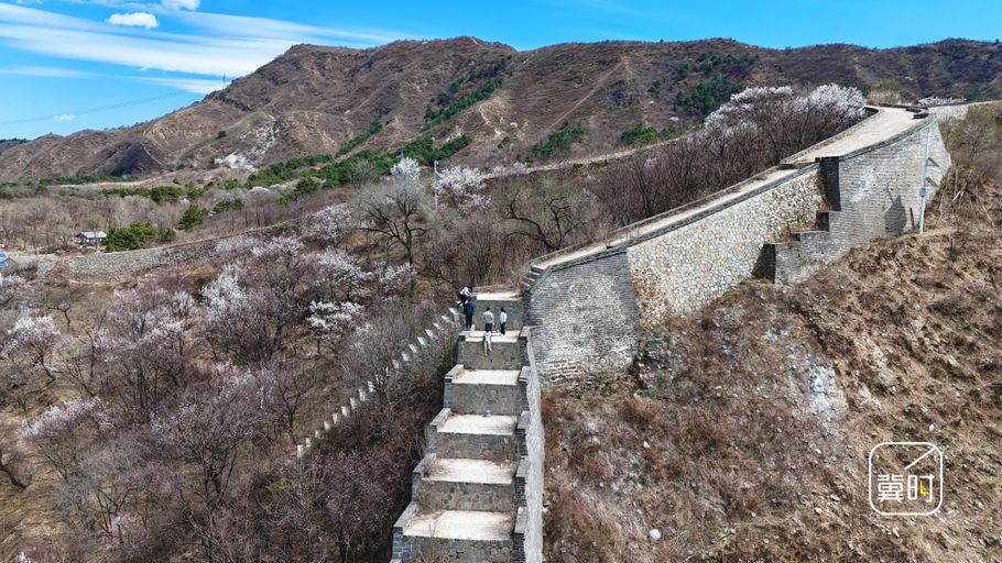 河北易县：紫荆关杏花绽放 扮靓明长城