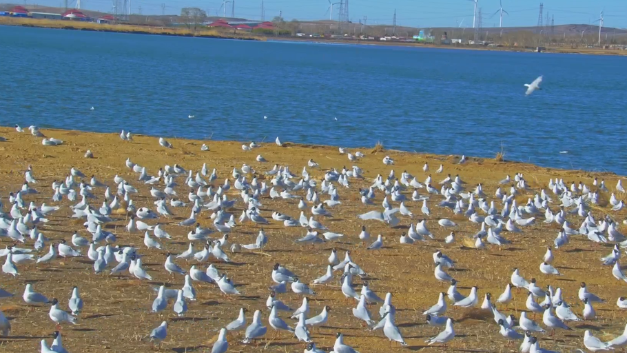 美丽河北慢直播丨春暖清波荡漾，遗鸥翩跹归来 #张家口 康巴诺尔湿地~这么近，那么美，周末到河北