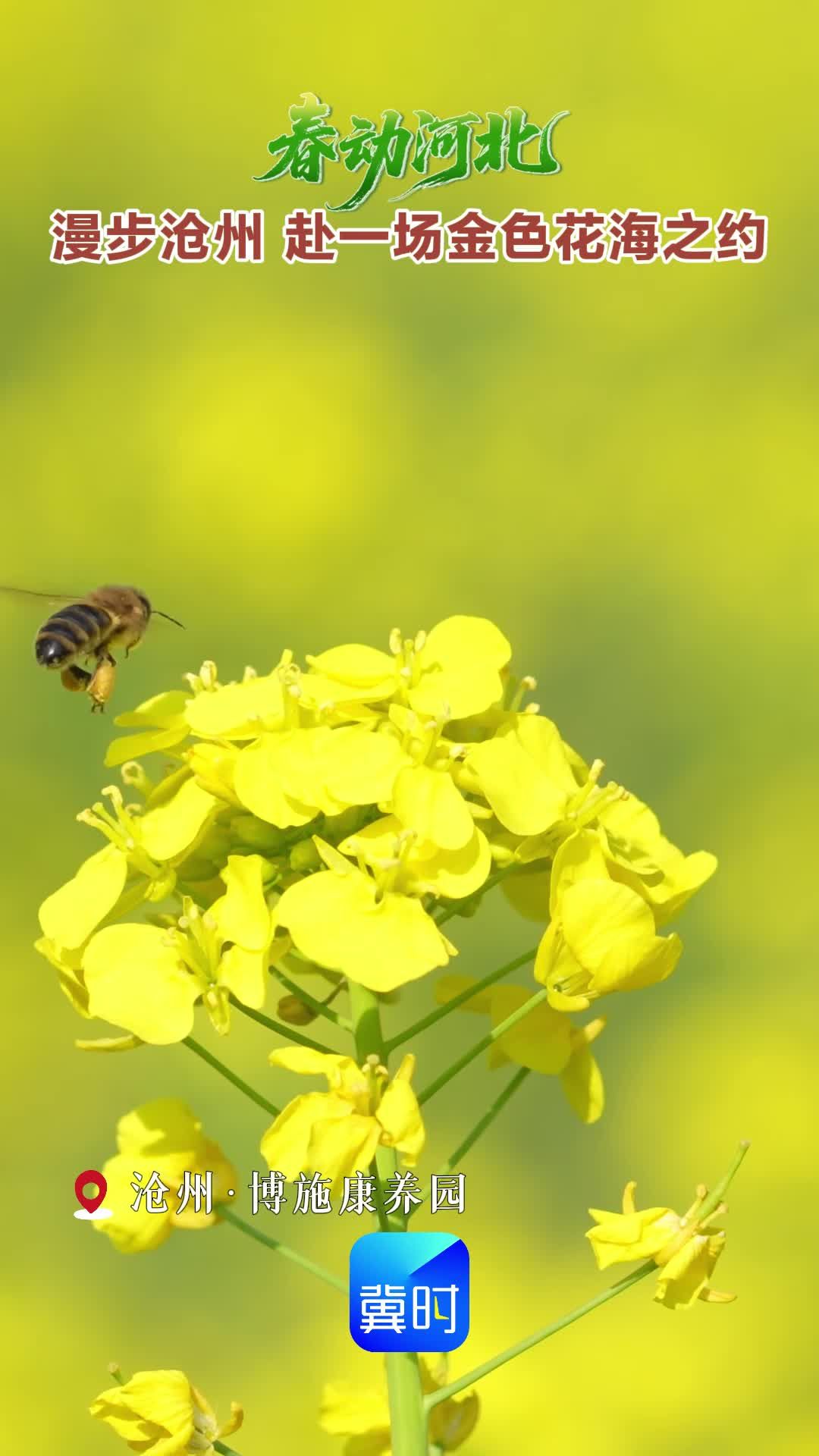 漫步沧州 赴一场金色花海之约