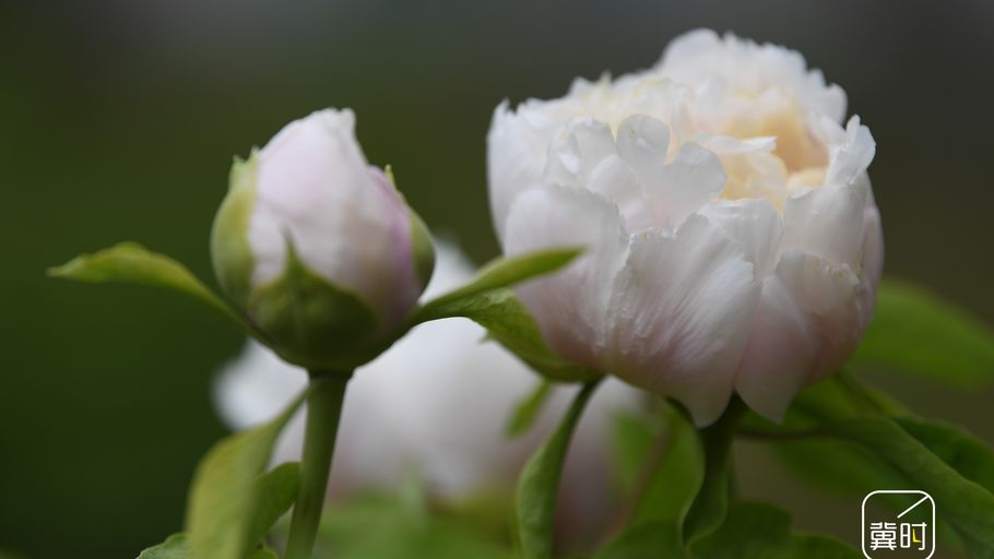 河北广平：牡丹花开迎客 醉美春光入画来