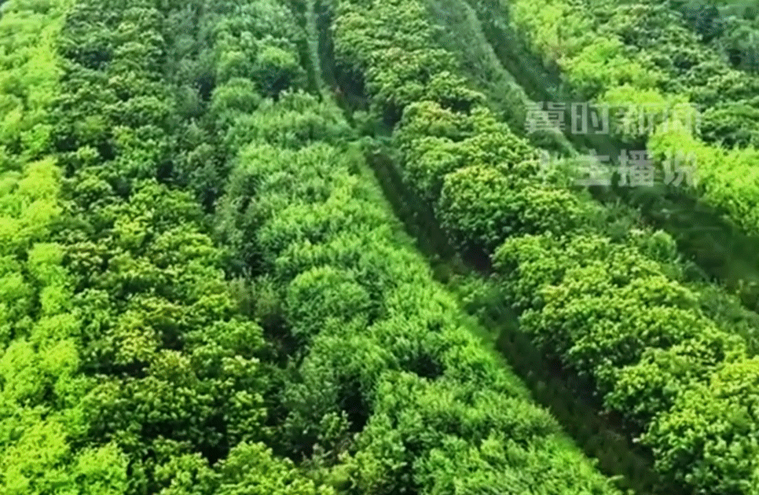 塞罕坝精神 在雄安发了新芽丨冀时新闻主播说