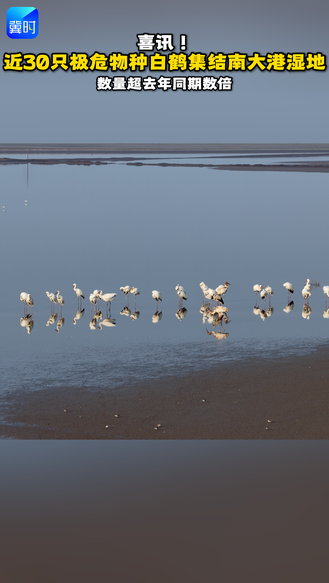 喜讯！近30只极危物种白鹤集结南大港湿地 数量超去年同期数倍