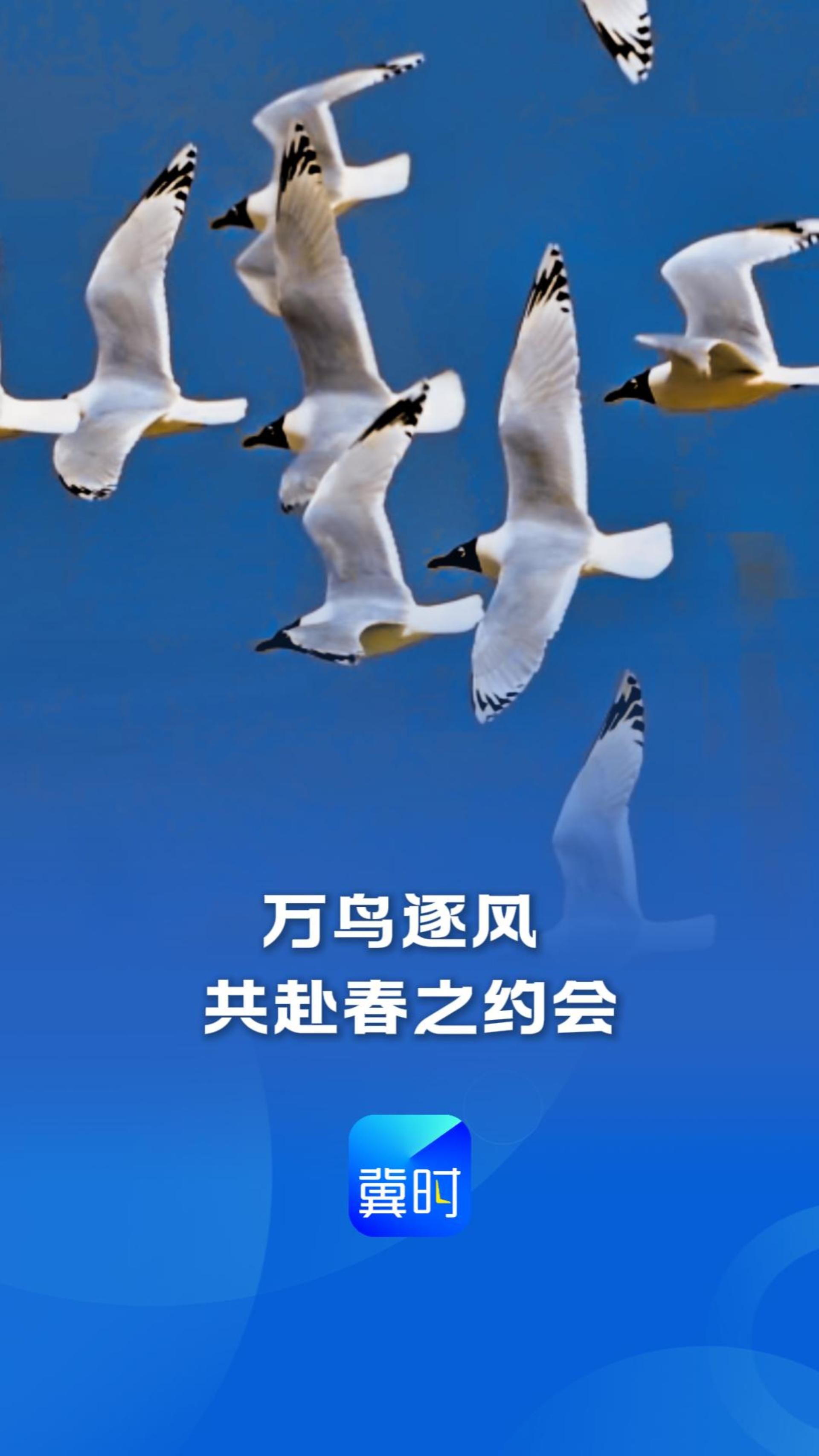 鸟儿的翅膀会说话丨万鸟逐风，共赴春之约会