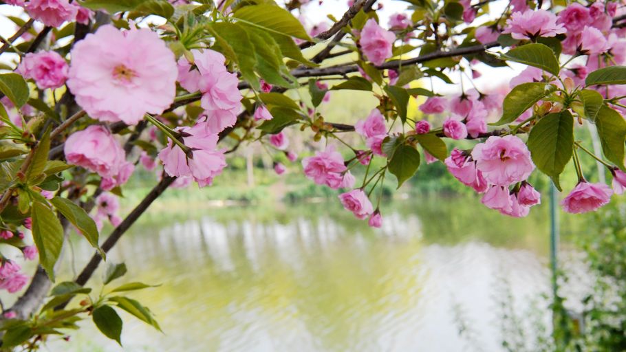 河北广平：樱花绽放映碧水 春日美景入画来