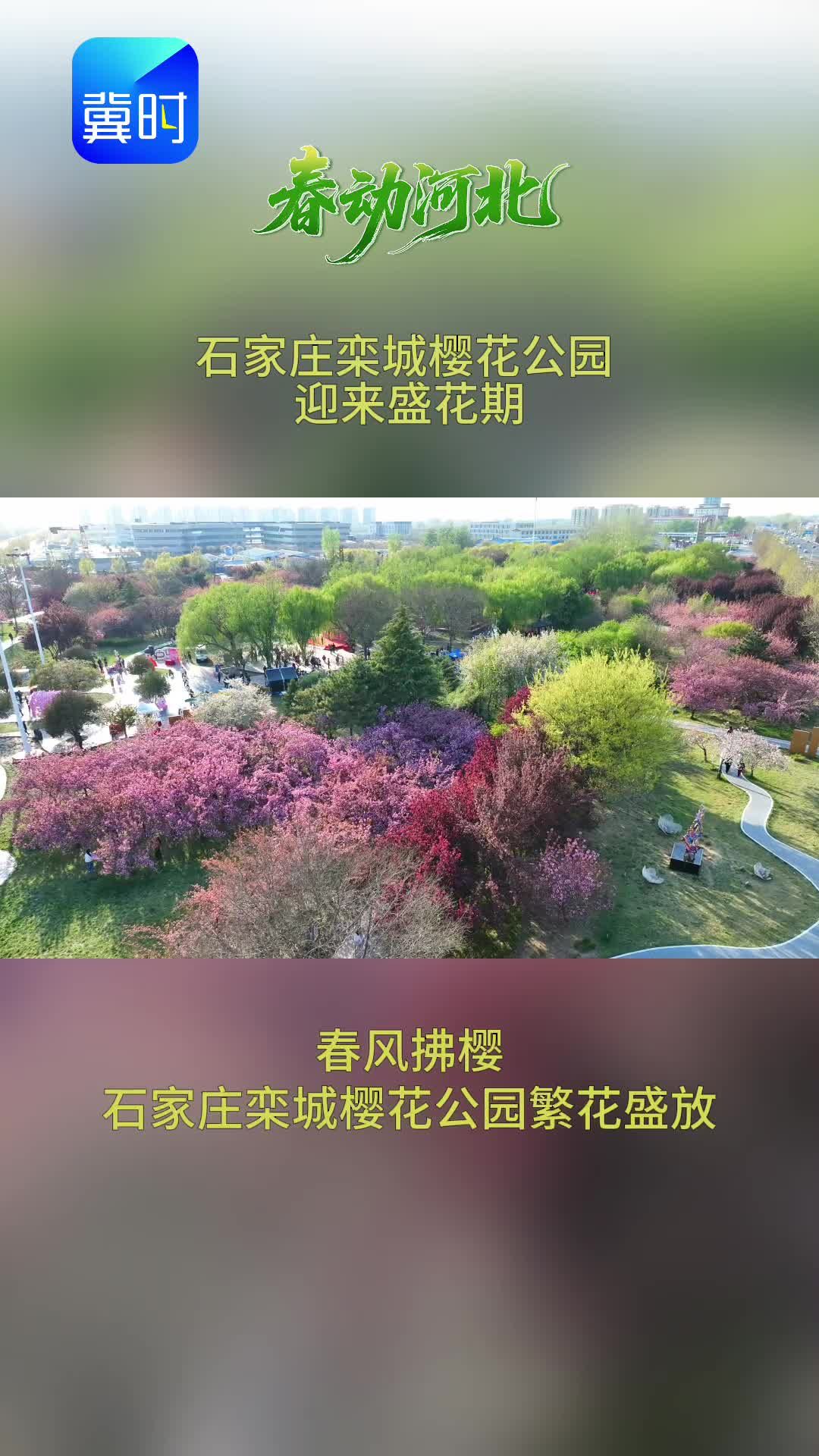 春动河北 |美出圈！石家庄栾城樱花公园迎来盛花期