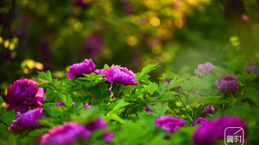 邢台达活泉：牡丹初绽 晨景醉人