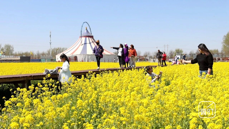 花开河北·经济绽放 | 衡水安平：油菜花海“流金溢彩”，扮靓乡村致富路